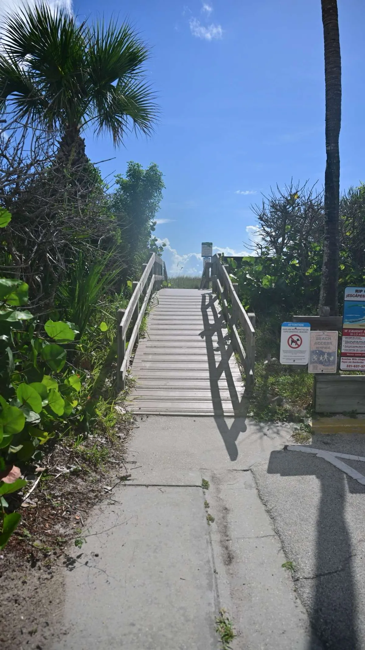 Palm-framed boardwalk steps rising toward the dunes