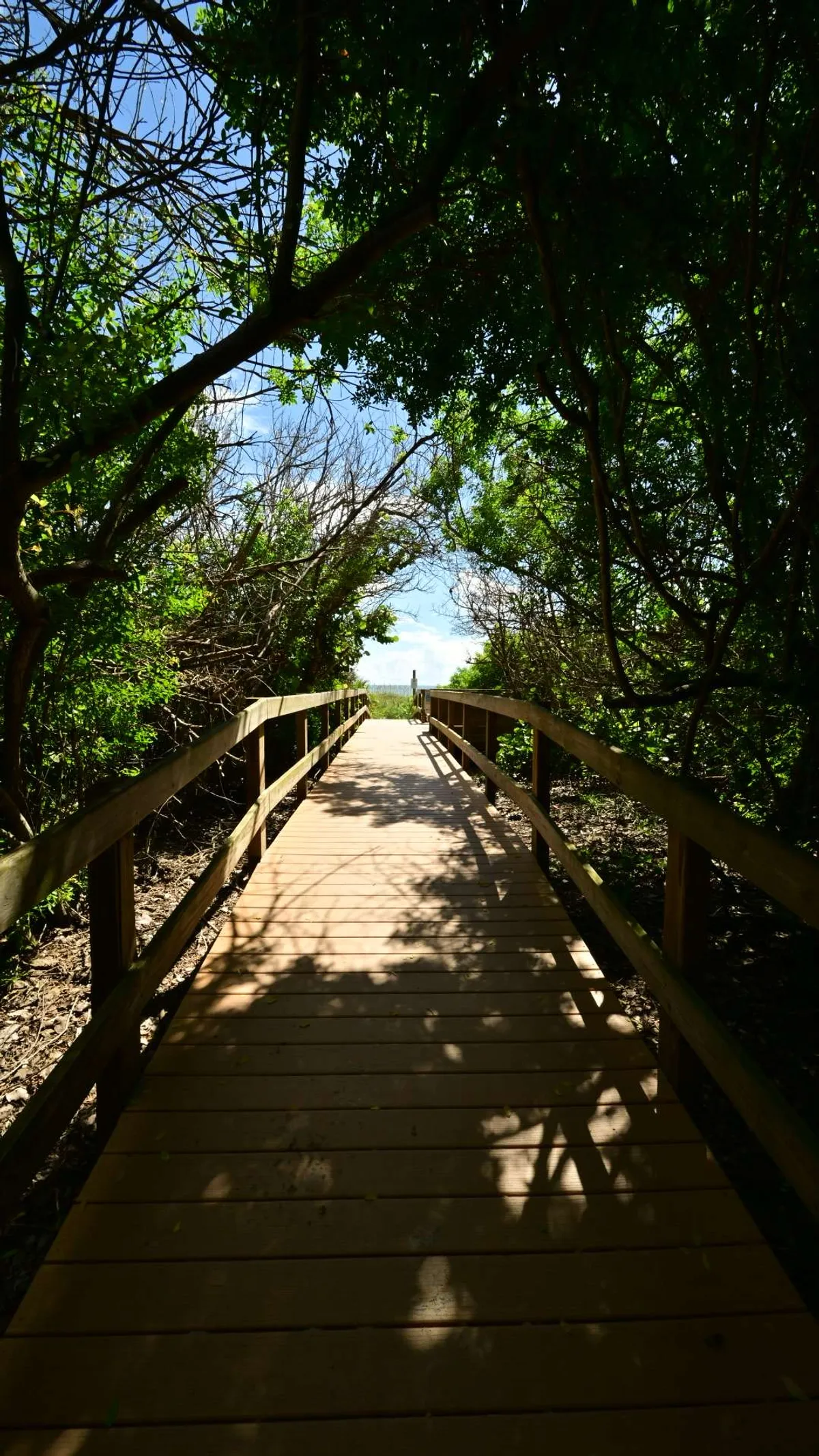 Wooden boardwalk threading a tunnel of sea grapes
