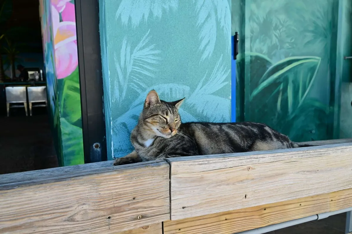 A shop cat asleep beneath a painted tropical mural